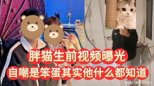 胖猫最新爆料视频,揭秘娱乐圈惊人内幕! 第2张 胖猫最新爆料视频,揭秘娱乐圈惊人内幕! 第2张